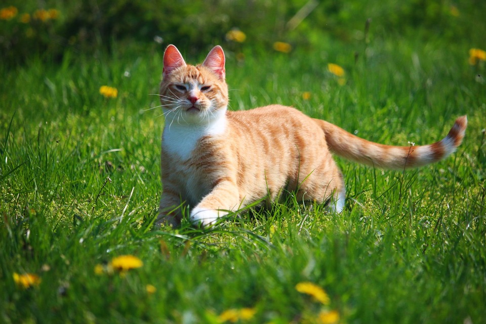 Voor een kat die buiten komt, zijn er meer factoren die niezen kunnen veroorzaken.