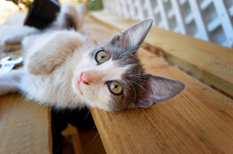 Een jong kitten met een speelse uitstraling ligt op zijn zij en bevordert contact