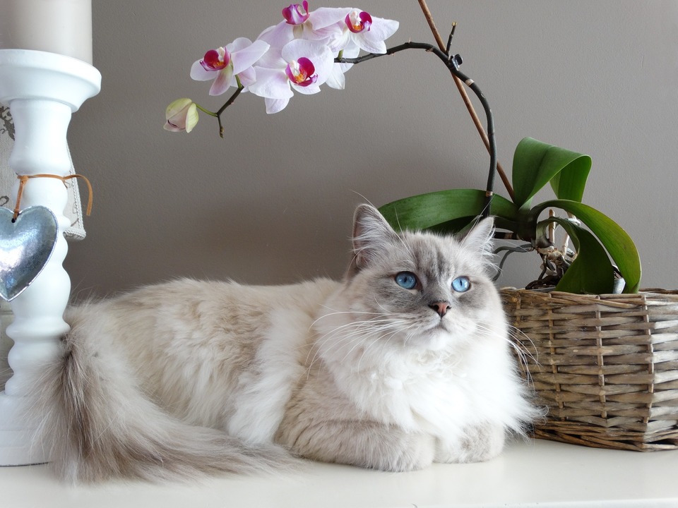 Ragdoll ligt naast een orchidee. Ze ziet er met haar blauwe ogen engelachtig uit. Denk er echter aan dat de orchidee giftig is voor katten.