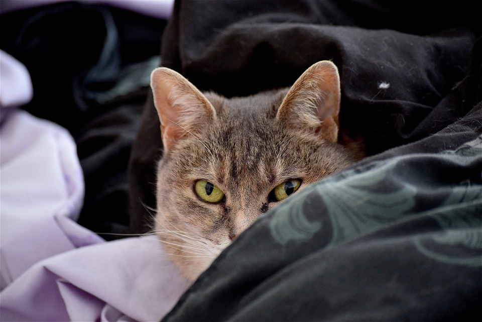 Grijze kat ligt in beddengoed. Een oog is ontstoken. Hoe herken je allergie bij een kat?