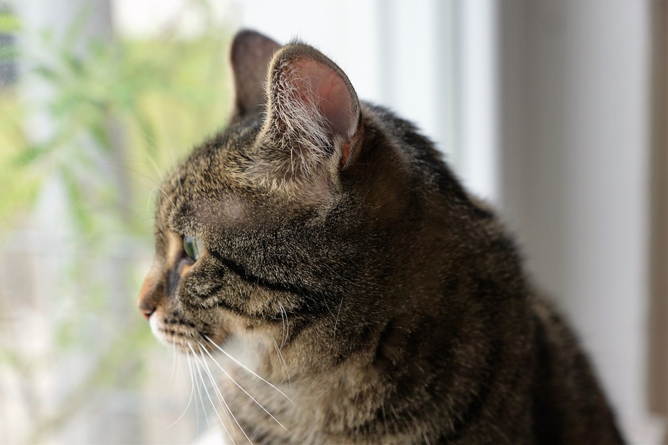 De meest voorkomende oorzaken van stress bij katten zijn: Verhuizing, lawaai, vertrek, reizen, renovatie, eenzaamheid, verveling en grote mensenmassa's en ziekten.