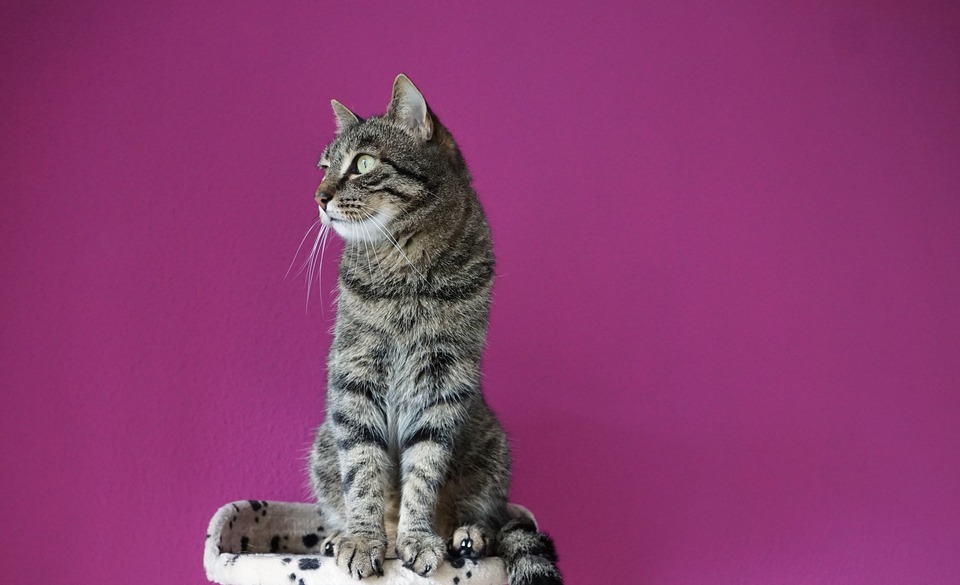 Katten als roofdieren kunnen geen stress- of ziekte symptomen tonen. Daarom is het zo belangrijk om de kat te observeren en snel te reageren op een gedragsverandering.