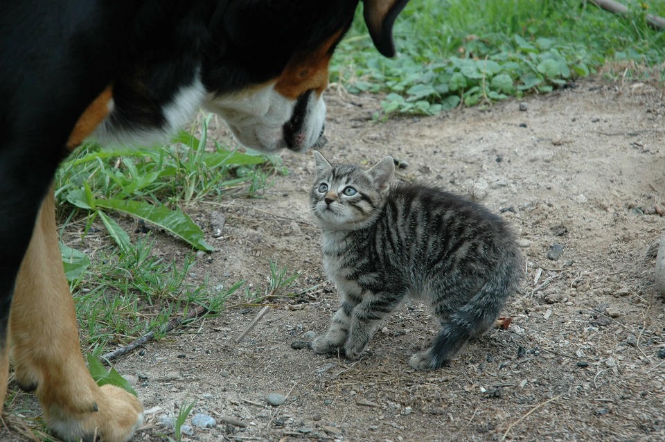 Een grote Berner Sennenhond benadert een klein kitten. Het kitten is bang en is pompoms.