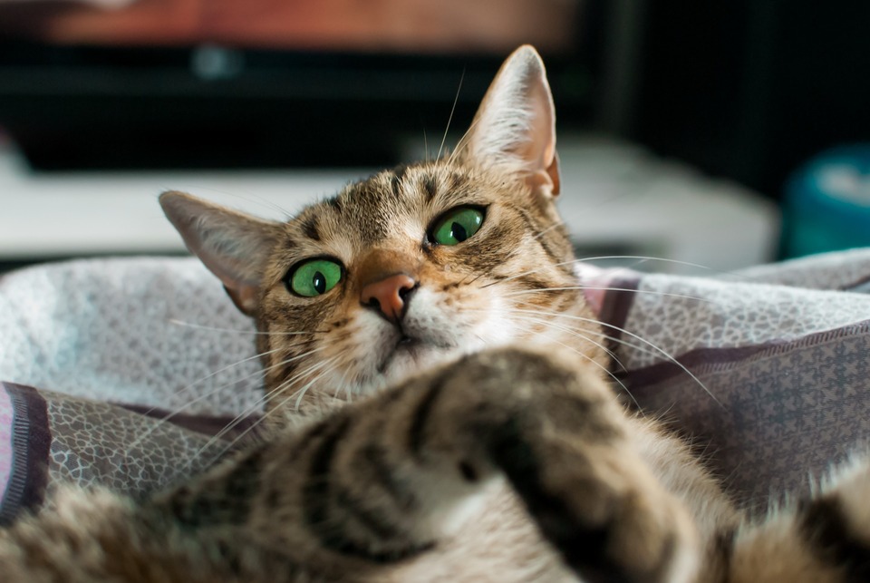 De kattenbak moet zich op een afgelegen en rustige plek bevinden. Zodat de kat in alle rust haar fysiologische behoeften kan vervullen.