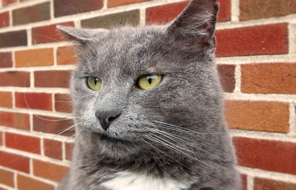 Een afschuwde kat met felgroene ogen.