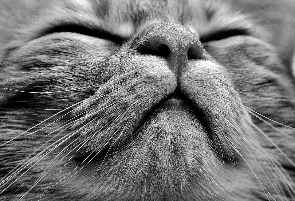 De kat niest om verschillende redenen, dan kneep ze de ogen samen, versterkt de trillingen en ademt intens uit de longen. Niezen is een natuurlijke manier om de bovenste luchtwegen te reinigen.