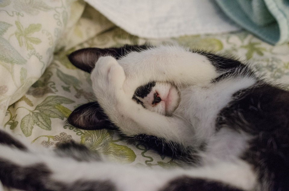 Het kitten met een vlek op de neus slaapt op het bed