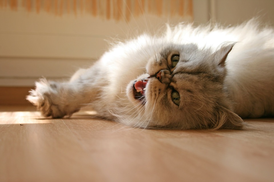 Een kat thuis kan niezen door stof. Het spieken onder het bed, in kasten of op een stoffige vloerbedekking is een veelvoorkomende oorzaak van niezen.