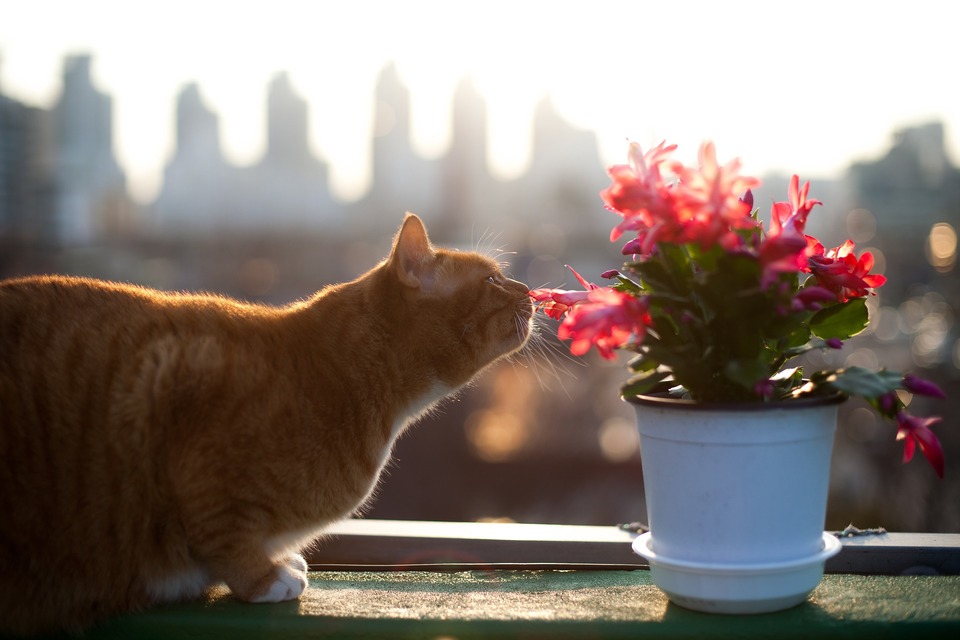 Ontworming van katten moet voorafgaan aan fecale tests, en het medicijn tegen parasieten moet worden gekozen op basis van de leeftijd en het gewicht van de kat en in overleg met een dierenarts.