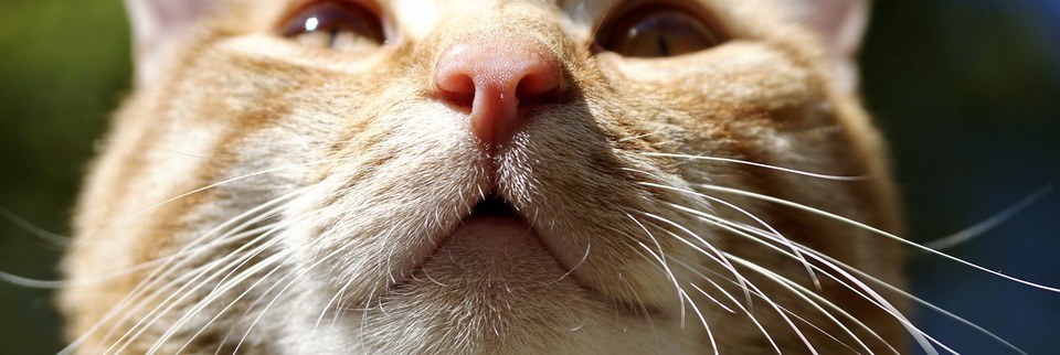 De kat die klaar is om te niezen, kneep zijn ogen samen en spande de snorharen aan.