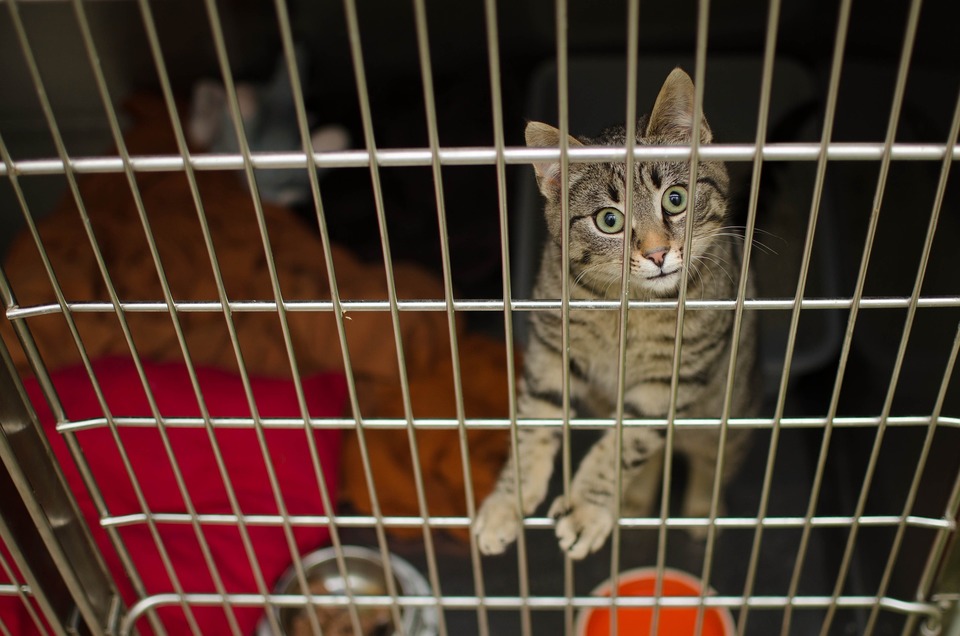 Een kattenkooi is een laatste redmiddel, maar soms is het de enige manier om de kat te helpen, bijvoorbeeld tijdens ziekte of isolatie.