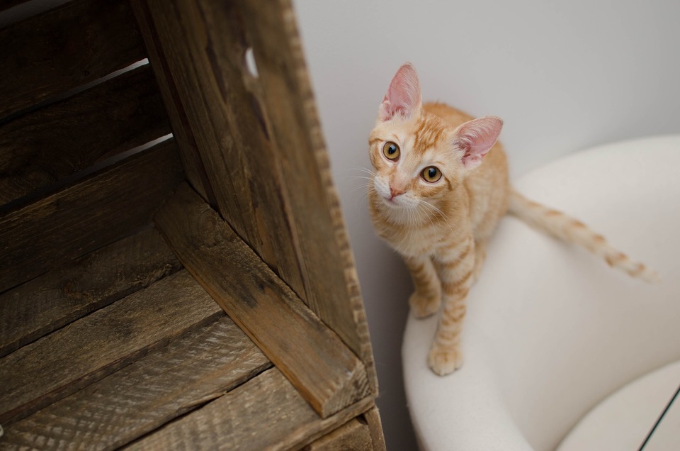 De kattenbak moet aan zijn voorkeuren worden aangepast. Ten eerste mag deze niet te klein zijn. Belangrijk zijn ook hoogte en type - open - gesloten.