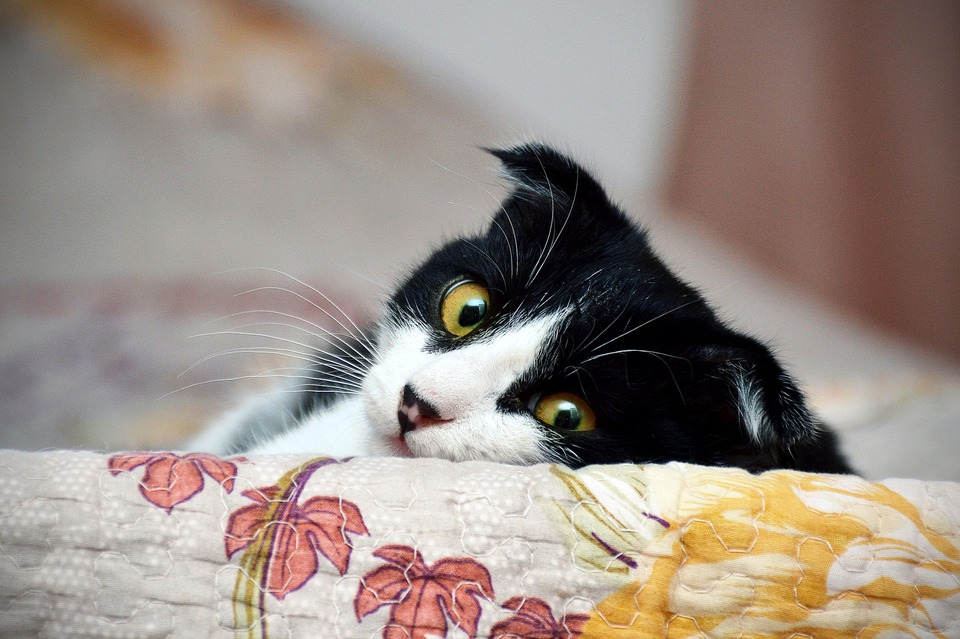 Wanneer de eigenaar het huis verlaat, is het beter dat de kat op de vertrouwde plek in huis blijft en door de vertrekkende personen wordt verzorgd.