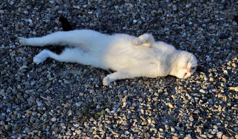 Het kitten buigt zich op de grond. Tijdens de krolsheid voelen katten zich psychisch ongemakkelijk en zijn ze zeer vermoeiend