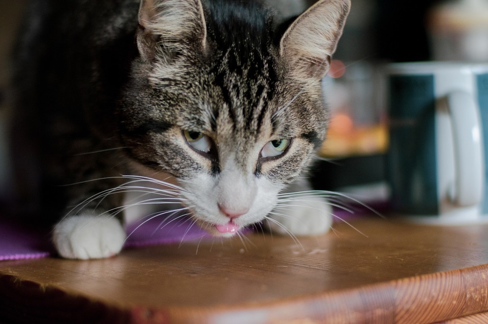 De zichtbaarheid van de derde oogleden is een teken van de slechte gezondheid van de kat. Dit moet niet lichtvaardig worden opgevat. Zichtbare derde oogleden kunnen wijzen op een ernstige besmetting van het kattenlichaam.