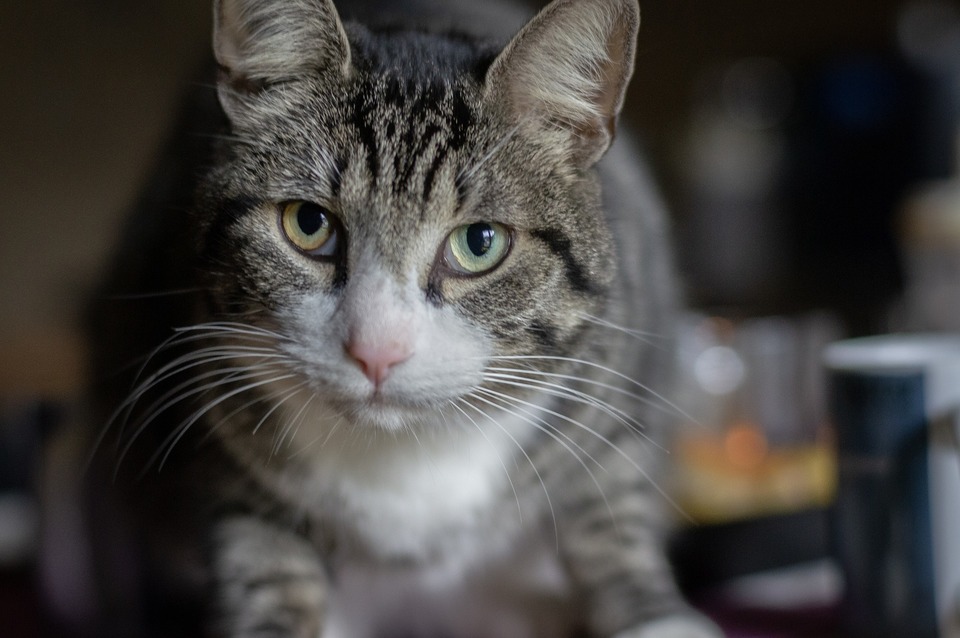 Parasieten in het lichaam van de kat wegen zwaar en verzwakken haar. De ontlasting van je kat moet regelmatig worden gecontroleerd om haar gezondheid te monitoren en ervoor te zorgen dat ze moet worden ontwormd.