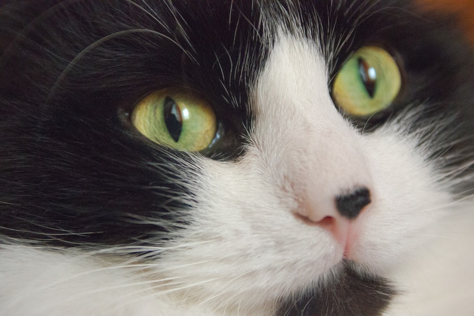 Een kat met groene ogen en een grote zwarte vlek op de neus
