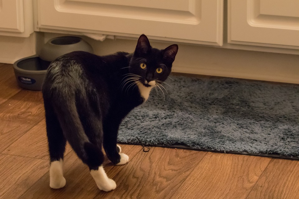 Een ontspannen, zich goed voelende kat heeft een losse staart. Bij de nieuwsgierige kat veranderen alleen de gezichtsuitdrukkingen, de staart kan mogelijk iets omhoog zijn of trillen.