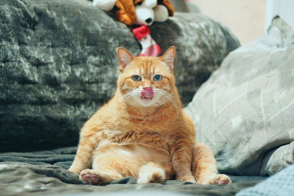 Elke dag wassen katten hun vacht grondig. Het wordt geschat dat katten tot 1/3 van de dag besteden aan vachtverzorging!