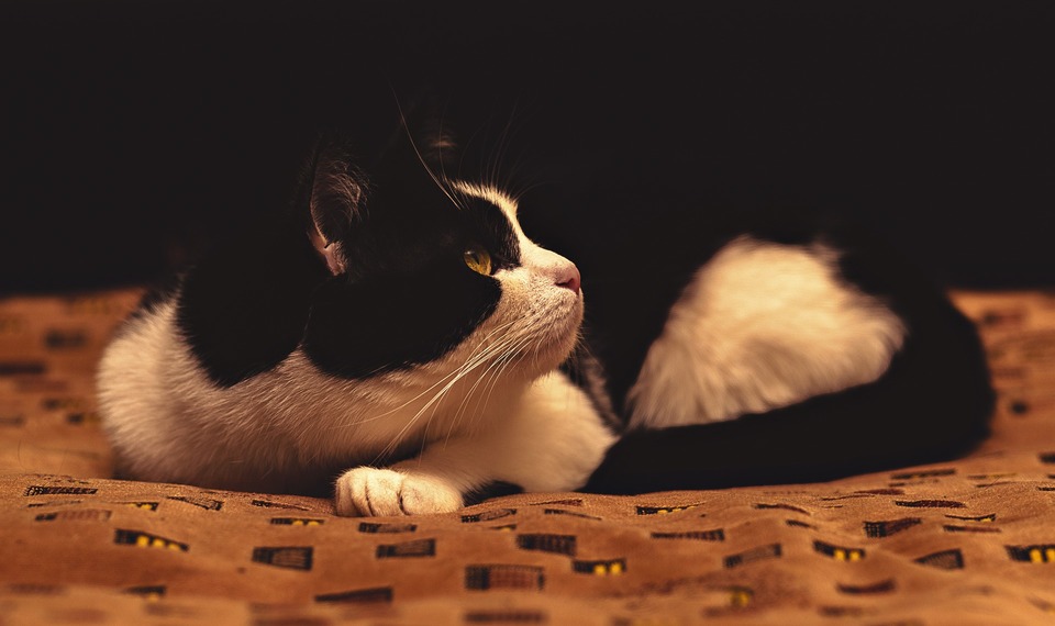 Een gestreste kat kan zich verstoppen en spinnen. Katten reageren zeer gevoelig op stress en kunnen op lange termijn zowel gedrags- als gezondheidsproblemen veroorzaken.