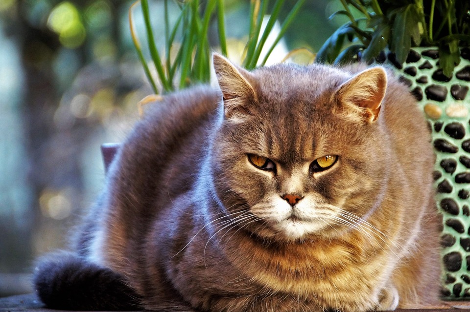 Het zichtbare derde ooglid in de ogen van een kat is een verontrustend symptoom dat meestal ongemak, verminderde immuniteit of ziekte betekent.