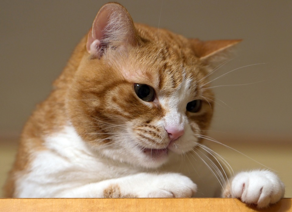 De witte en ginger kat zit op de kast. Katten observeren hun omgeving vaak vanuit hoge plaatsen, wat samenhangt met het gevoel van veiligheid daar.