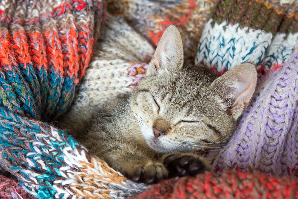 Het kitten slaapt onder de deken. Diarree bij kittens en jonge katten is bijzonder gevaarlijk vanwege de snelle uitdroging en gewichtsverlies.