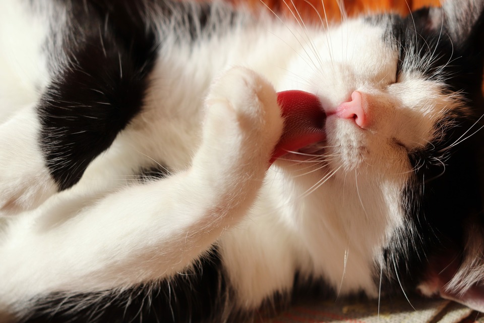 De tong van de kat heeft veel naar achteren gerichte haken die bij het verzorgen van kattenhaar als een kam werken.