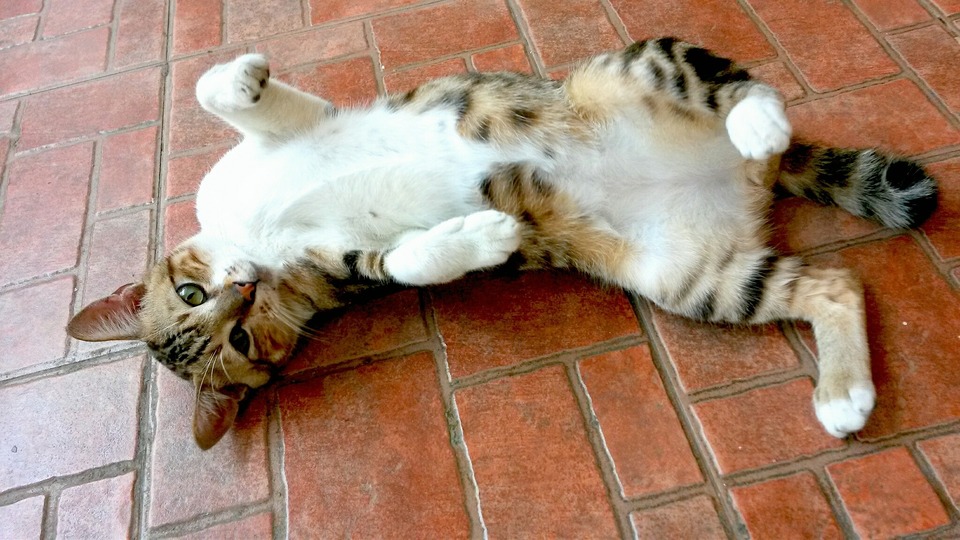 De kat ligt op zijn rug. Hij spreekt hem aan met zijn houding en zijn zicht en vraagt om genegenheid