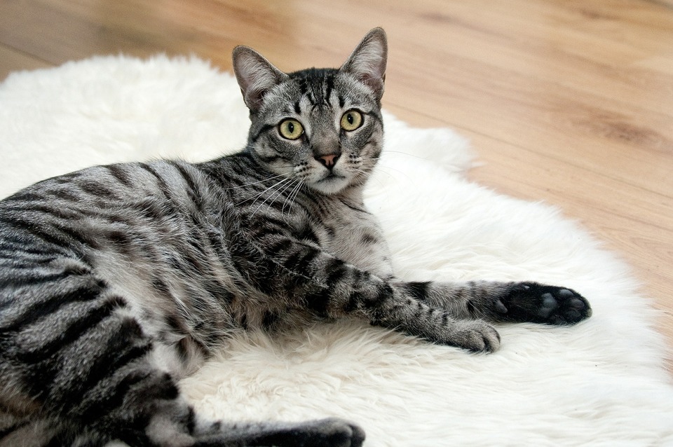Katten die niet buiten komen, kunnen ook parasieten oplopen die bijvoorbeeld door de eigenaren van buiten worden meegebracht. Kattenuitwerpselen moeten minstens één keer per jaar op parasieten worden onderzocht.
