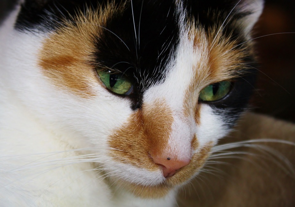 Een close-up van het driekleurige kattengezicht en de zwarte vlek op zijn roze neus