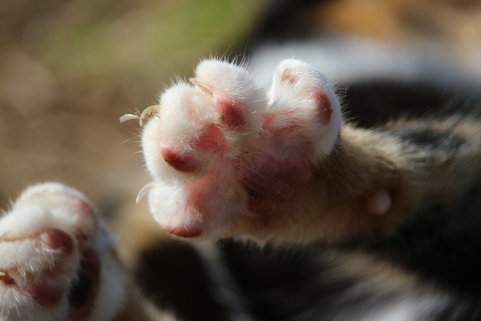 Draagsters van de bacteriën die een kattenkrabziekte veroorzaken, zijn meestal verwaarloosde katten en katten die alleen buiten gaan.