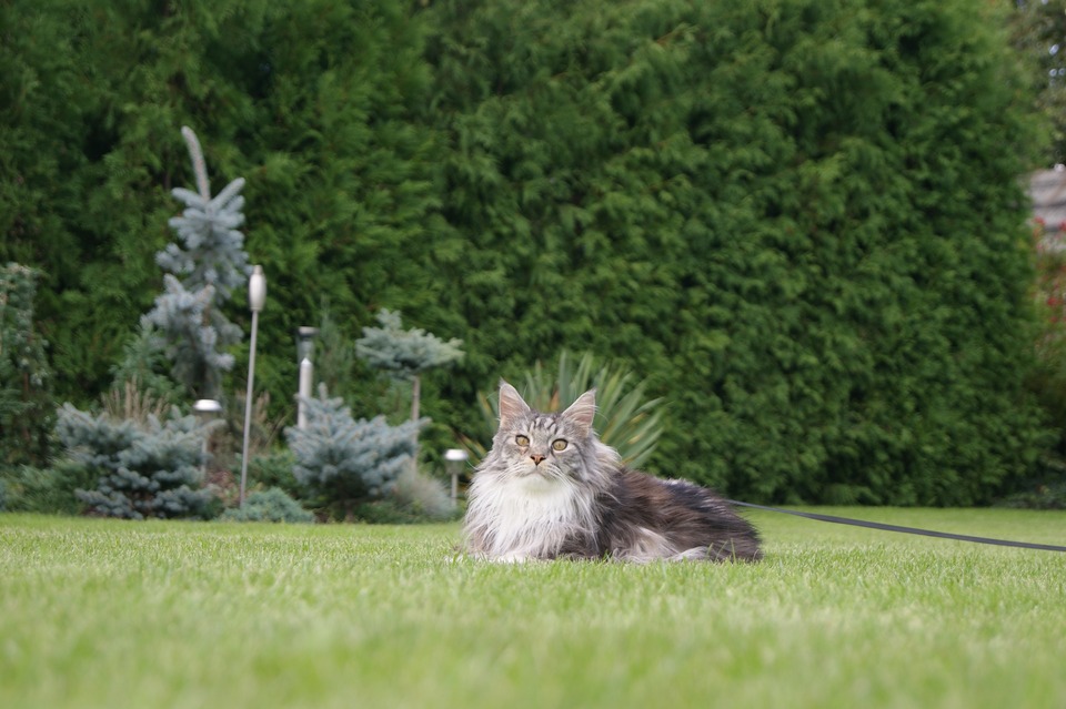 Maine Coons gaan graag wandelen. Ze voelen zich goed in een harnas en kunnen aan de lijn worden geleid.