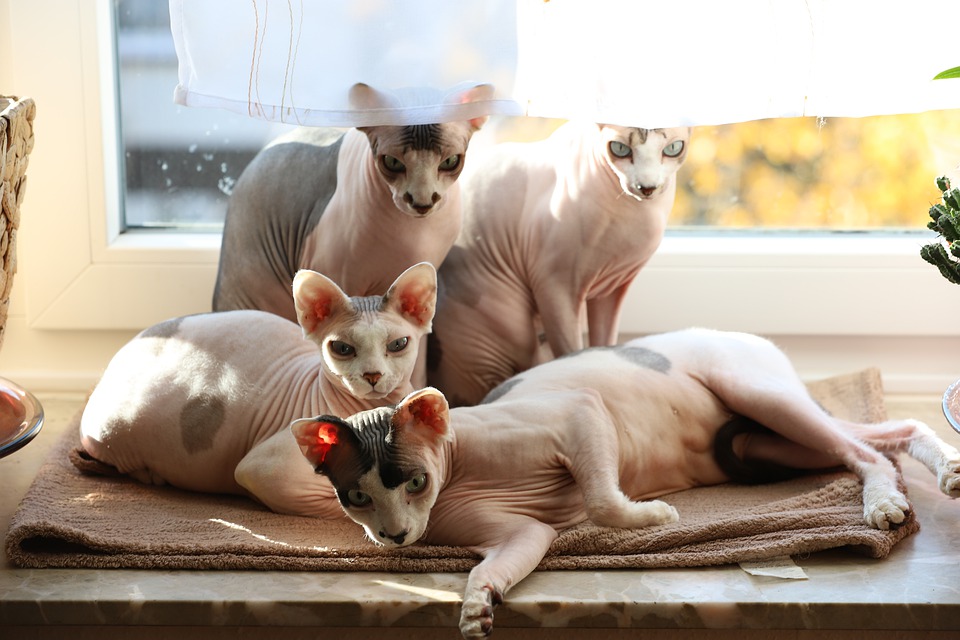 Een familie van Sphynx-katten. De gehele generatiestructuur.