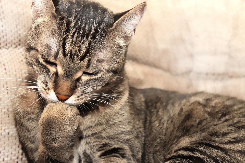 Kat bijt in zijn nagel. Nagelverzorging is een van de elementen van het hygiëneritueel bij katten.