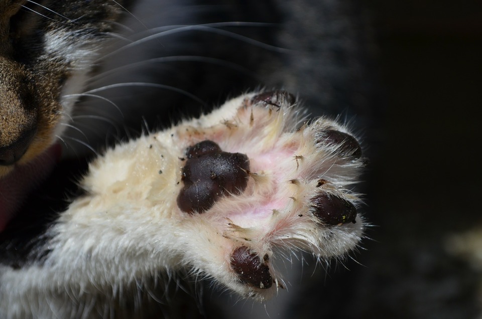Regelmatige wandelingen buiten kunnen ervoor zorgen dat katten bacteriën opvangen.