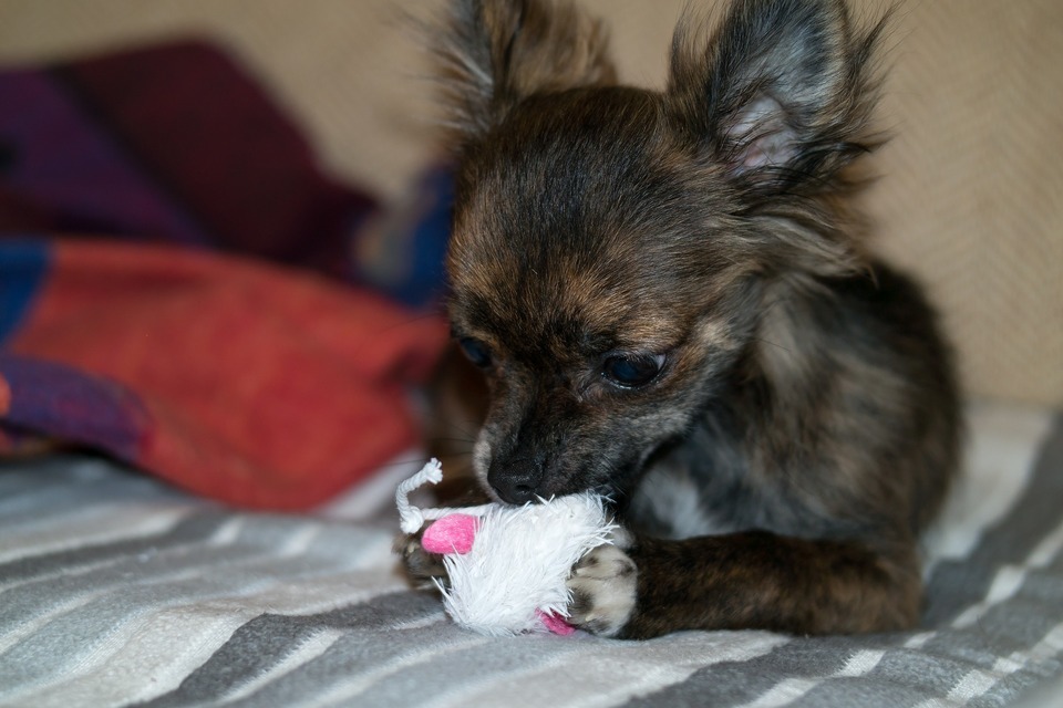 Chihuahua bijt in een speeltje. Puppy’s moeten klein speelgoed voor kleine honden krijgen.