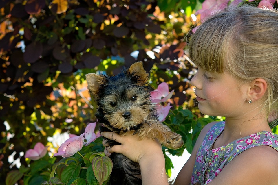 Yorkshire Terriers hebben maar weinig ondervacht, maar ook zij kunnen allergieën veroorzaken. Voordat u besluit een hond te kopen of te adopteren, moet u nadenken over wat er gebeurt als er een allergie optreedt.