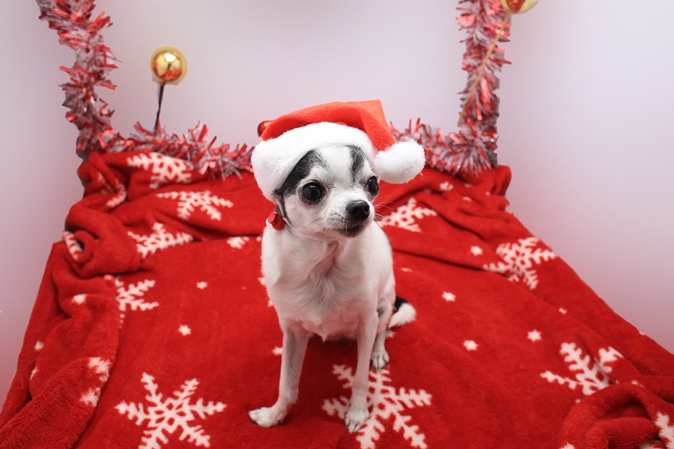 Honden van kleine rassen hebben mogelijk extra bescherming nodig in koud weer in de vorm van kleding. Kerstkleding kan daarom een kerstcadeau voor een hond zijn.