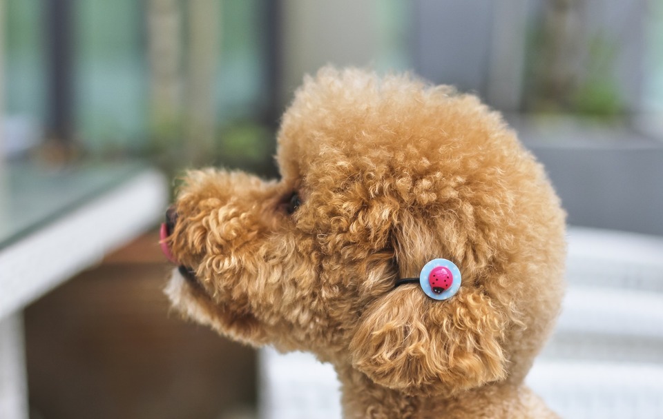De namen van rashonden zijn lang en ingewikkeld, gelukkig wennen honden snel aan hun nieuwe naam. Maltipoo is een herkenbaar hondenras en het is eenvoudig om een naam te kiezen.