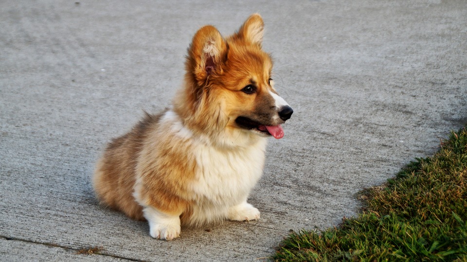 De jonge Corgi bevindt zich in de fase van de vachtwisseling. De vacht van de hond is duidelijk gekruld.