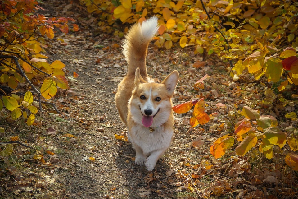 Een rood-witte Corgi-hond die door het herfstbos loopt