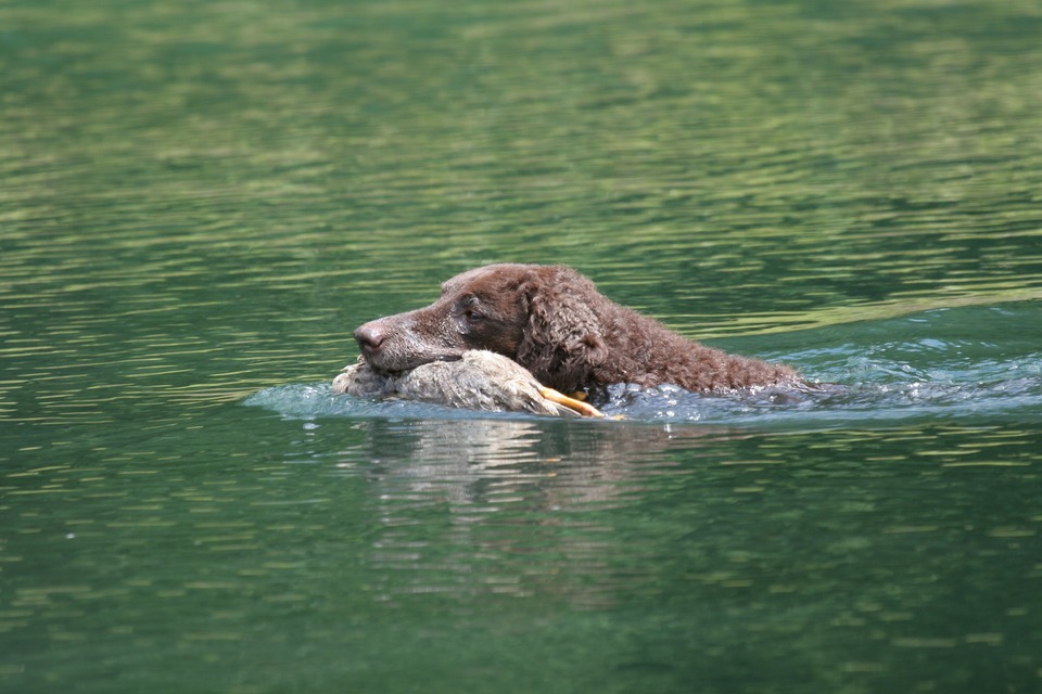 Curly Coated Retriever behoort tot Apportier-, Water- en Wachtelhonden. Deze honden hebben dieren in het water gevangen.