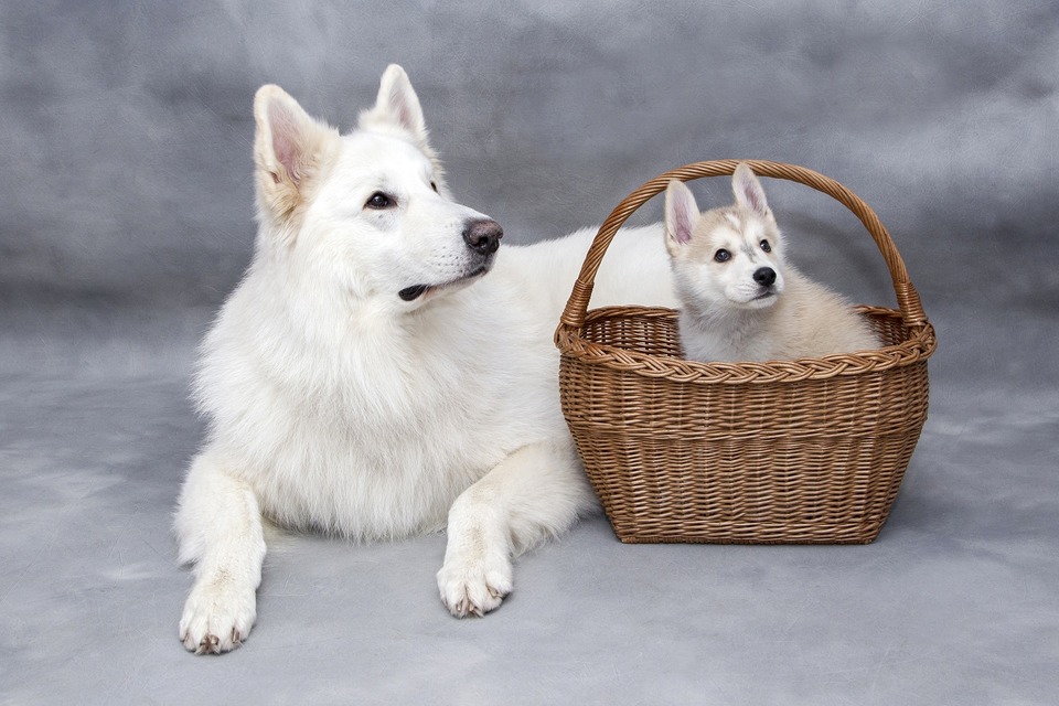 Teef met een puppy. Welke naam zou je deze honden geven?
