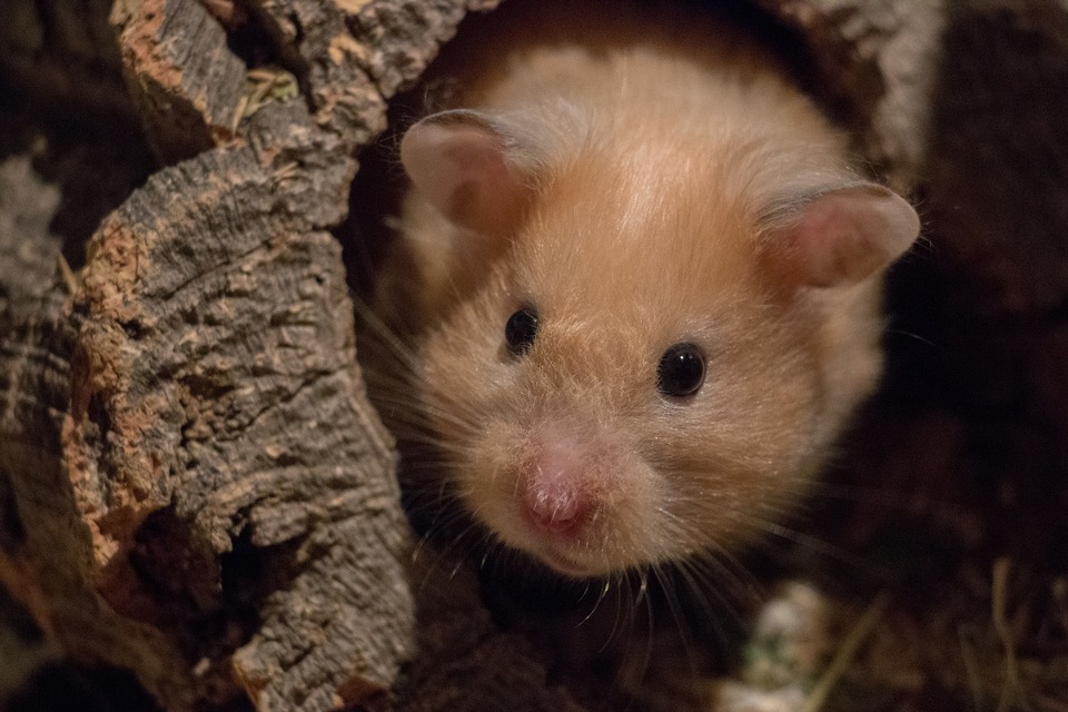 Syrische hamsters komen in verschillende varianten voor en kunnen verschillende vachtstructuren hebben.