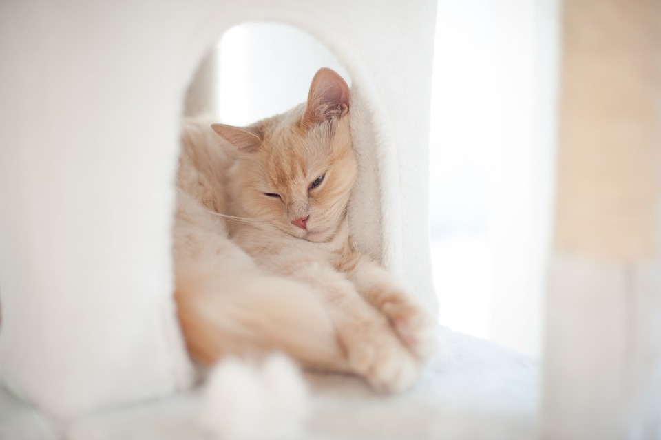 Bijzonder met kerst en oud en nieuw hebben katten een veilige plek nodig. Een kattenhuis of een krabpaal met een doos is een ideaal cadeau.