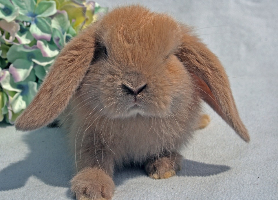 Het schattige gevouwen konijn kijkt recht in de camera. Mini-Lop-konijnen houden erg van menselijk contact.