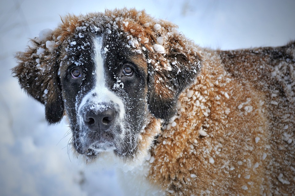 De Bernhardiner die in de sneeuw speelt. Dikke en dichte vacht beschermt de hond tegen kou en overmatige hitte.