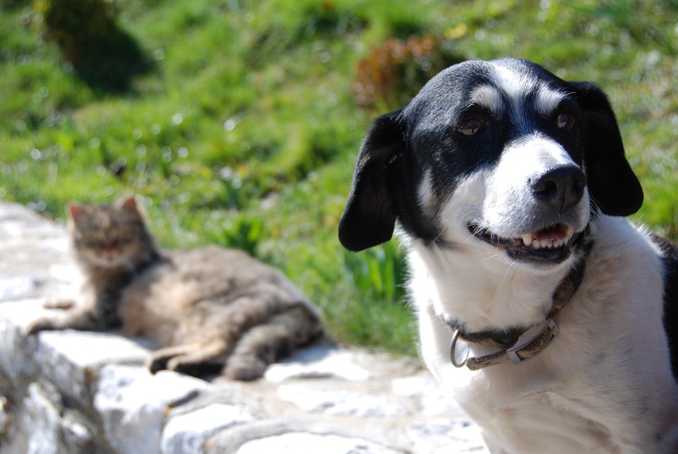 De hond en de kat zitten buiten naast elkaar. De dieren leven in harmonie en voelen zich prettig in elkaars nabijheid.