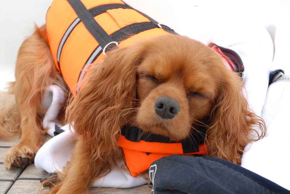 Hond in een beschermvest. Vliegen met honden is zeer stressvol.